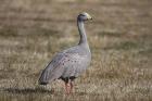Cape Barren Goose by Mick Dryden