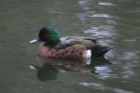 Chestnut Teal by Mick Dryden