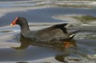 Dusky Moorhen by Mick Dryden