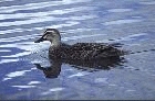 Grey Duck by Mick Dryden Grey Duck by Mick Dryden