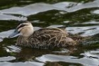 Pacific Black Duck by Mick Dryden