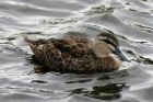 Pacific Black Duck by Mick Dryden