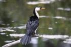 Little Pied Cormorant by Mick Dryden Little Pied Cormorant by Mick Dryden