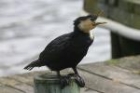 Little Pied Shag by Mick Dryden