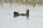 Musk Duck by Mick Dryden