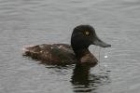 New Zealand Scaup by Mick Dryden New Zealand Scaup by Mick Dryden
