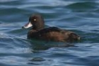 New Zealand Scaup by Mick Dryden