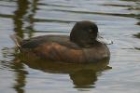 New Zealand Scaup by Mick Dryden New Zealand Scaup by Mick Dryden