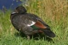 Paradise Shelduck by Mick Dryden Paradise Shelduck by Mick Dryden