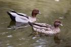 Australian Wood Duck by Mick Dryden