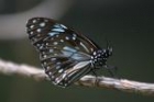 Blue Tiger by Mick Dryden