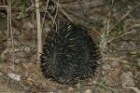 Echidna by Mick Dryden