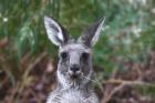 Eastern Grey Kangaroo by Mick Dryden
