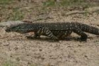 Lace Monitor by Mick Dryden