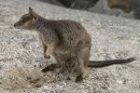 Mareeba Rock Wallaby by Mick Dryden