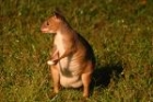 Red Pademelon by Mick Dryden Red Pademelon by Mick Dryden