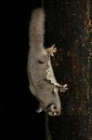 Sugar Glider by Mick Dryden Sugar Glider by Mick Dryden
