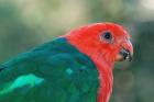Australian King Parrot by Bill Wood