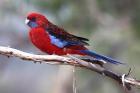 Crimson Rosella by Mick Dryden