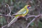 Crimson Rosella by Mick Dryden