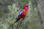 Crimson Rosella by Mick Dryden Crimson Rosella by Mick Dryden