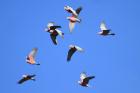 Galah by Mick Dryden Galah by Mick Dryden