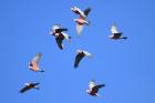 Galah by Mick Dryden