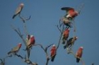 Galah by Mick Dryden