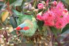 Musk Lorikeet by Mick Dryden