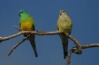 Red-rumped Parrot by Mick Dryden Red-rumped Parrot by Mick Dryden