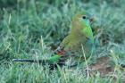 Red-rumped Parrot by Mick Dryden