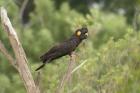 Yellow-tailed Black Cockatoo by Mick Dryden