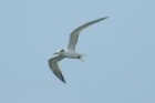 Cayenne Tern by Mick Dryden Cayenne Tern by Mick Dryden