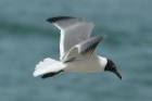 Laughing Gull by Mick Dryden Laughing Gull by Mick Dryden