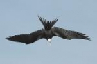 Magnificent Frigatebird by Mick Dryden