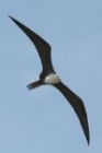 Magnificent Frigatebird by Mick Dryden