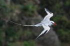 Red-billed Tropicbird by Mick Dryden