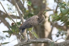 Bare-throated Tiger Heron by Mick Dryden