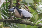 Boat-billed Heron by Mick Dryden