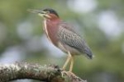 Green Heron by Mick Dryden