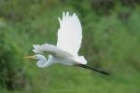 Great Egret by Mick Dryden