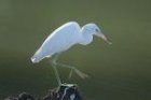 Little Blue Heron by Mick Dryden