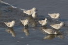 Sanderlings by Mick Dryden