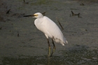 Snowy Egret by Mick Dryden Snowy Egret by Mick Dryden