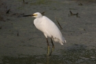 Snowy Egret by Mick Dryden