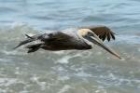 Brown Pelican by Mick Dryden
