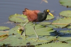 Northern Jacana by Mick Dryden