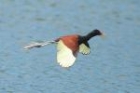 Wattled Jacana by Mick Dryden