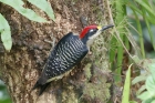 Black-cheeked Woodpecker by Mick Dryden
