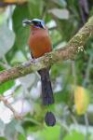 Blue-crowned Motmot by Mick Dryden